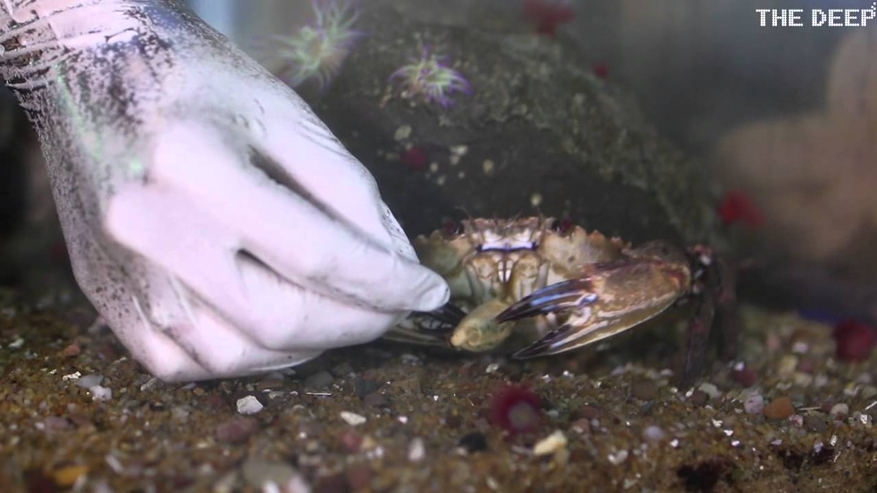 Get hands on in our touch pool sessions