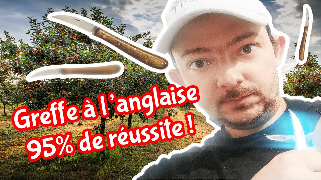 Comment faire une greffe à l'anglaise compliquée parfaite - Taux de réussite de 95%