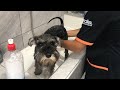 Aprende a bañar a tu mascota en casa