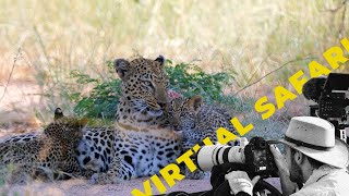 Two Month Old Leopard Cubs Eat Meat For First Time- Virtual Safari #208