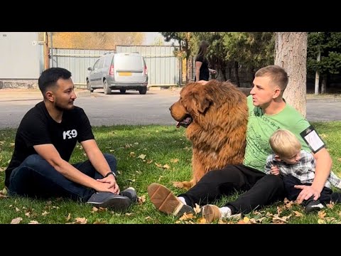 «Тибетский мастиф: легендарный страж. Честное интервью с заводчиком»