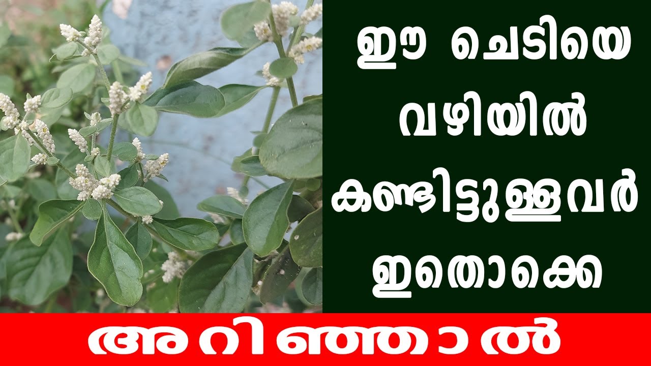 ഈ ചെടിയെ വഴിയിൽ കണ്ടിട്ടുള്ളവർ  ഇതൊക്കെ  അറിഞ്ഞാൽ cheroola/ ചെറൂള