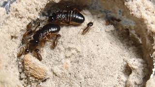 Macrotermes carbonarius fungus growing termite young colony