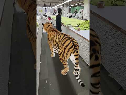 Thrilling Face-to-Face Moment with a Tiger 🐅🎥 | #tiger #wildlife #shorts