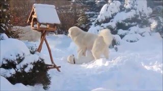 Подгалянская овчарка (2 месяца) Подгалянская овчарка (2 месяца)