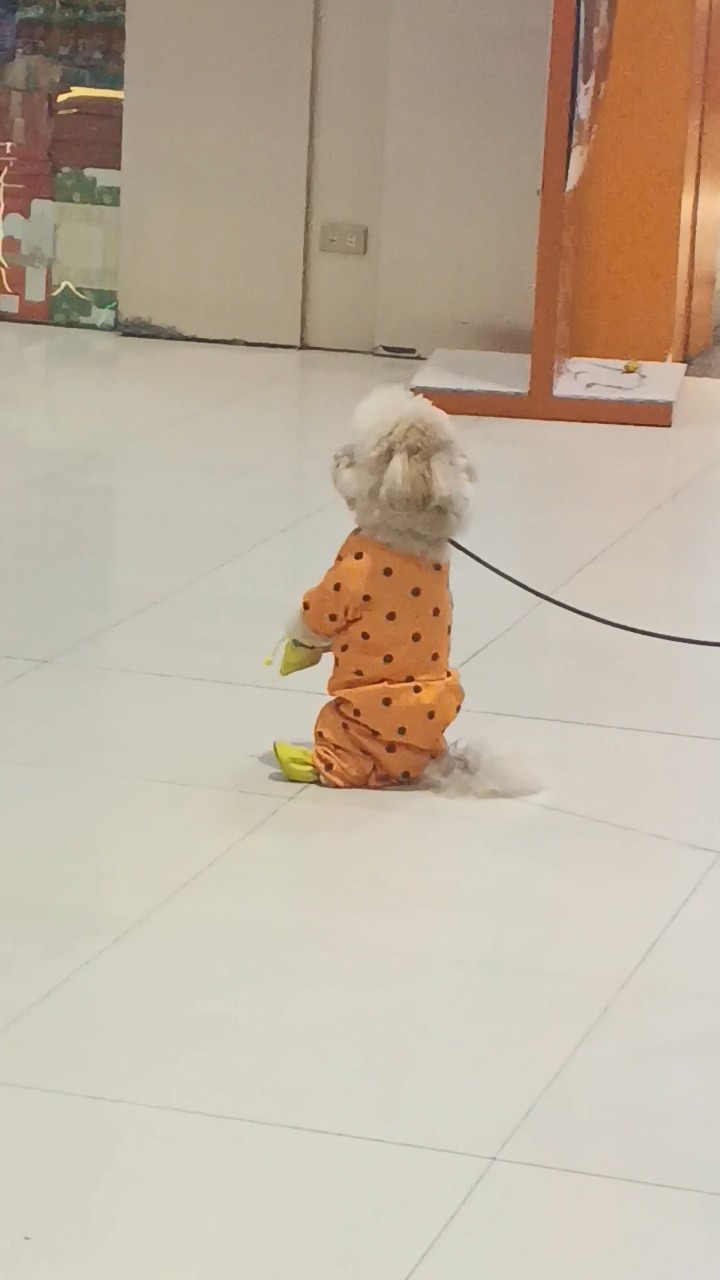 #green #dogie life #funny #shorts