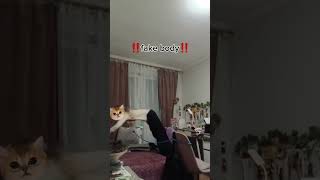 прыжок, это старое видео если что #pop #cute #sugar #cat #sugarpop #топ #обзор #furry #переписка