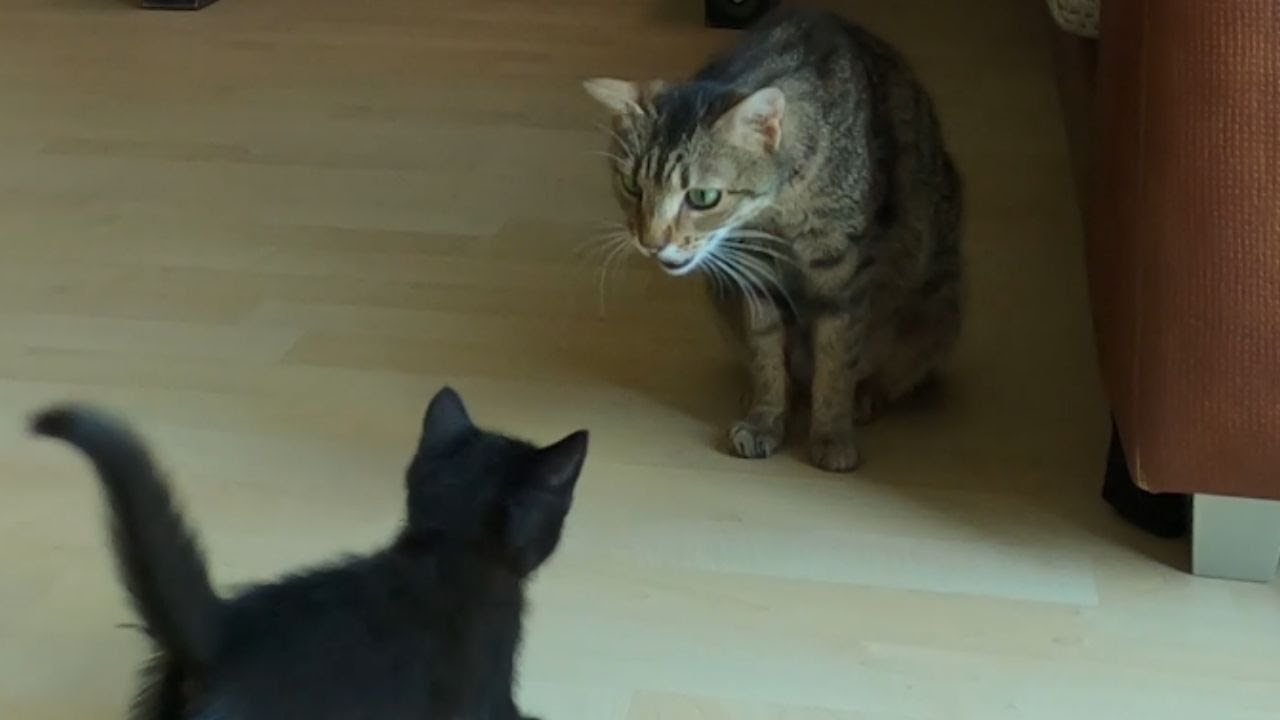 sweet-mom-cat-calling-for-her-sleeping-kittens-with-her-adorable-meows