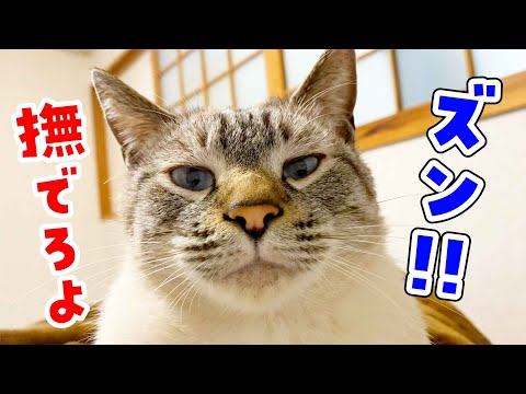 朝起きたら猫が圧力をかけてきました【実は甘えん坊】