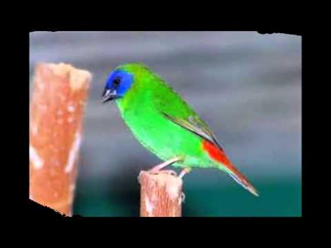 Maurice Fanon Un Oiseau Bleu Un Oiseau Vert Hommage A Bernard Dimey