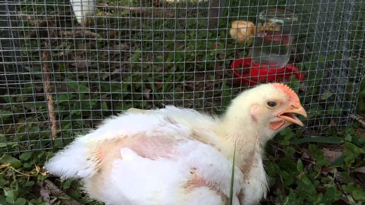 Broiler vs pullet chickens YouTube