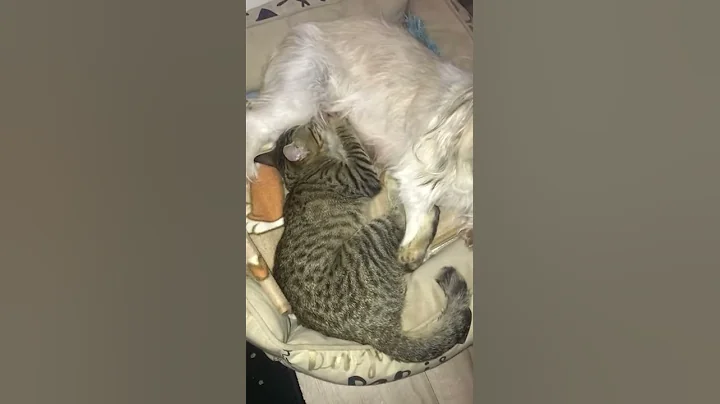Maya adopta y amamanta a gatita (Griselda Serna)