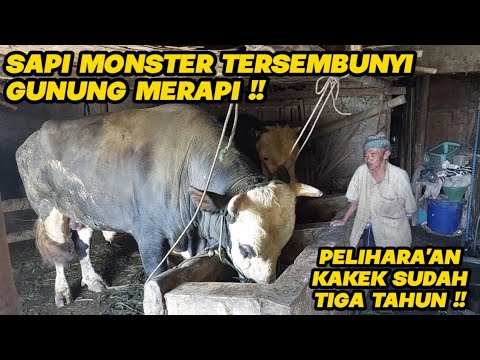 SAPI SIMENTAL MONCONG MONSTER TERSEMBUNYI PUNYA KAKEK 90 TAHUN‼️ # ...