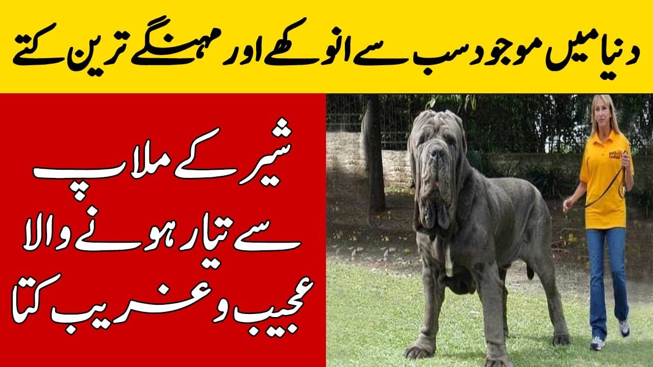 The Big Dog Meaning In Urdu