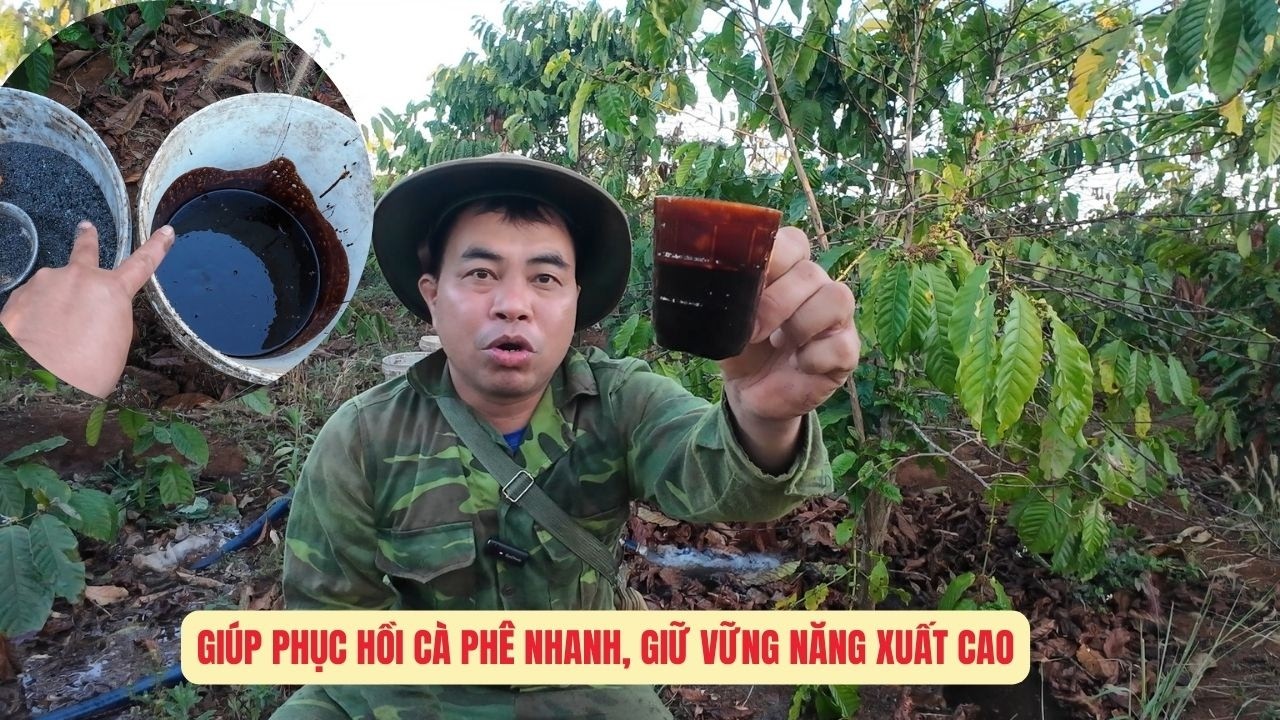 Bón NPK humic +TE và đổ đám cá đợt tưới nước lần 2 giúp cà phê phục hồi nhanh, đạt năng xuất cao.