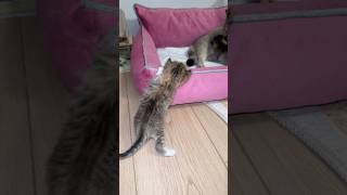 Yavru Kediler Annelerini Buluyorlar