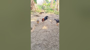 gà rừng gà ta ăn sáng.qaib qus qaib hmoob noj pob kws