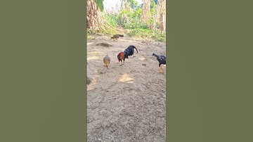 gà rừng gà ta ăn sáng.qaib qus qaib hmoob noj pob kws