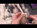 Matted tail maltese PART 3 of 3