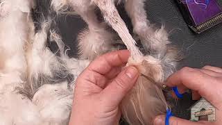 Matted tail maltese PART 3 of 3 by Cassie Putz 1,440 views 2 years ago 2 minutes, 34 seconds