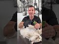 Faire aimer le brossage a ton chat !