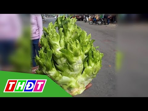 Video Loại rau đặc sản 