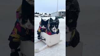 Learning from older brother Fitz how to sleigh #cat #wintercat #snowcat  #sleigh #canadian #canada
