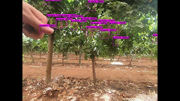 Bitwise Agronomy - Bunch Counting