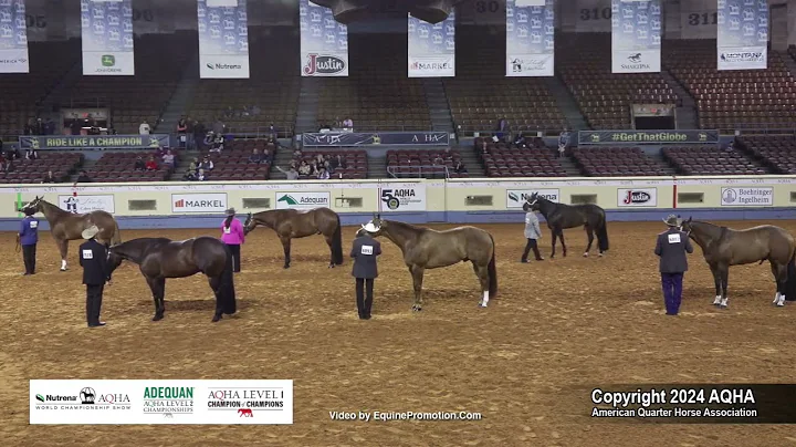 Performance Halter Geldings - 2024 AQHA World Championship Show