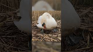 Swan lays a clutch of eggs