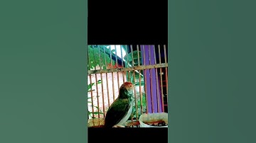 tembakan sadis prenjak lumut#prenjaklumutgacor #prenjakgacor #prenjaktarung #shorts #prenjakmerah