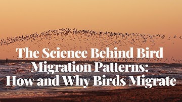 The Science Behind Bird Migration Patterns | How and Why Birds Migrate