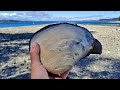 2021年 Penrose State Park ミル貝 収穫編 / Horse Clam Digging @ Penrose State Park