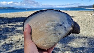 2021年 Penrose State Park ミル貝 収穫編 / Horse Clam Digging @ Penrose State Park