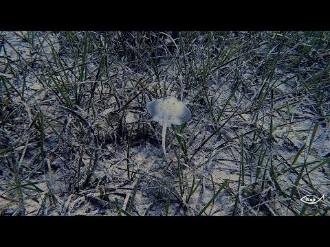 Thermaikos Biodiversity Project