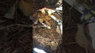 【真夜中のきのこ採り】