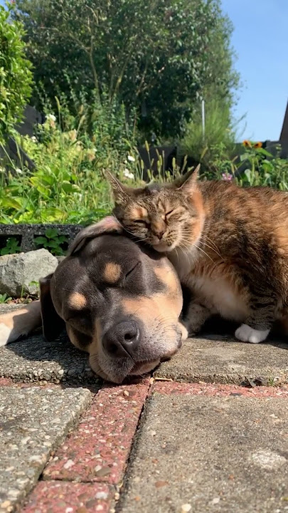 Cat and dog sleeping together #dog #belovedpets #lovedog #cat #sleep