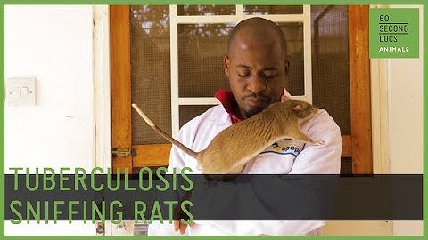 Giant Rats Sniff Out Tuberculosis