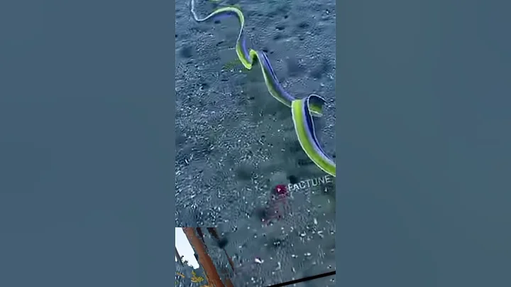 This fish can change  its gender #shorts #short #ai #fish #ytshorts #youtubeshorts #viralvideo #yt