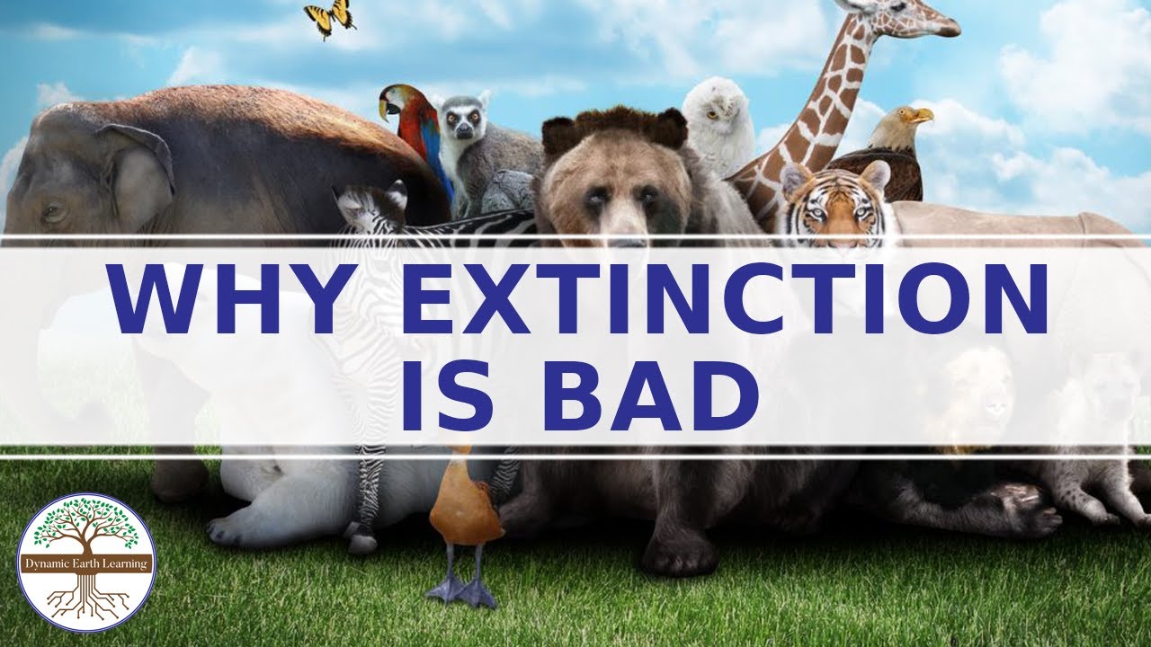 Animal Extinction Environmental Science Explainer Video YouTube Animal Extinction Environmental Science Explainer Video YouTube