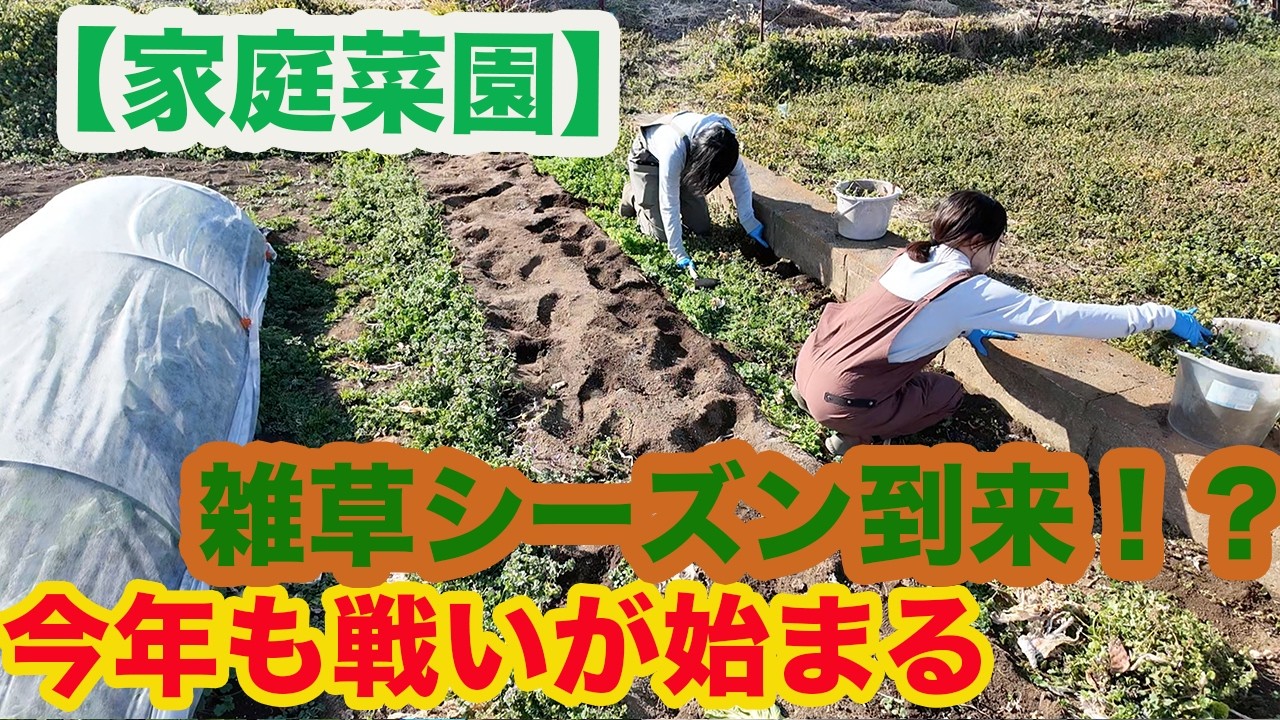 【雑草対策】放置すると大後悔！？まり畑のリアルな方法４選！！