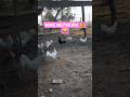 Two Hens Play Fighting – Cute Chicken Sparring Fun #shorts #viral #youtubeshorts