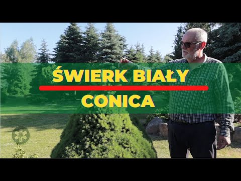 Wideo: Jak długo żyje świerk biały?