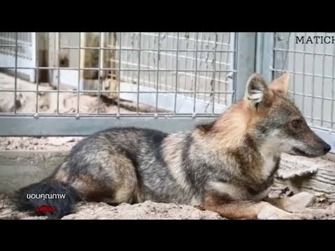 วีดีโอ: วิธีการเลี้ยงหมาป่า