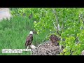 INWR-IM1 chased off nest and mom arrives 2026 05 30