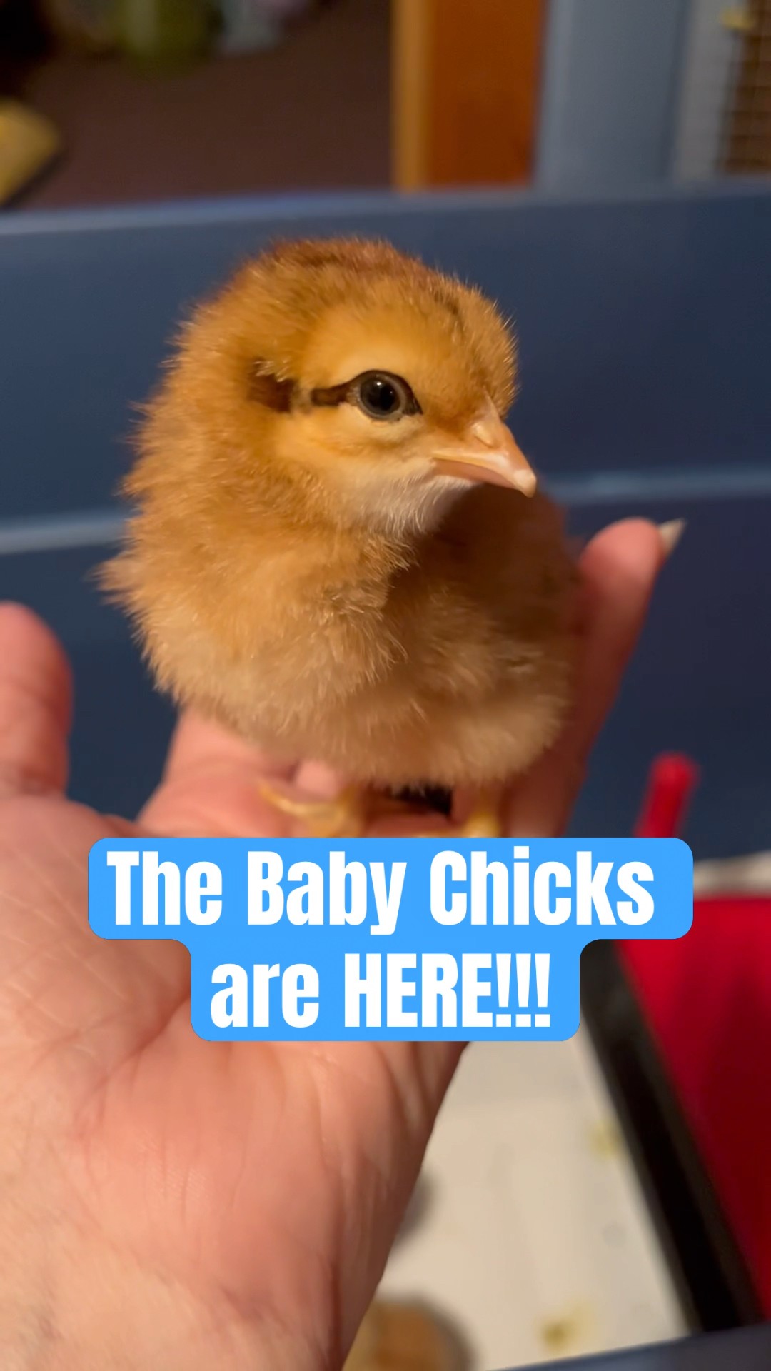 babychickさん専用 babychickさん専用 🐥🐣 The Baby Chicks are HERE! #chicks