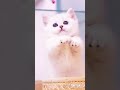 Kucing lucu dan imut