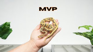 The best VALUE in ball pythons