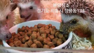 고슴도치 먹방~3주.4주 고슴도치분양 #시흥애니멀프렌즈