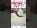 【2ch面白いスレ】保護猫を預かって2日目なんやが…#2ch #2ch面白いスレ #猫